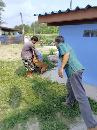 ลงพื้นที่ฉีควัคซีนพื้นที่สงสัยการแพร่ระบาดของโรคพิษสุนัขบ้า